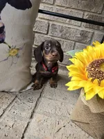 Bear, a male Miniature Dachshund for sale in Georgetown, TX – 3 of 6