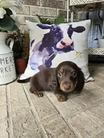Buddy, a male Miniature Dachshund for sale in Georgetown, TX – 3 of 8