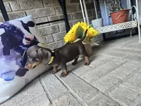 Sally, a female Miniature Dachshund for sale in Georgetown, TX – 6 of 10