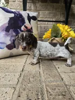 Barbie, a female Miniature Dachshund for sale in Georgetown, TX – 4 of 8