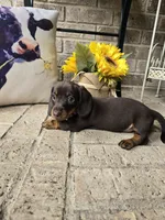 Molly, a female Miniature Dachshund for sale in Georgetown, TX – 5 of 7