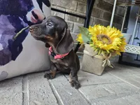 Molly, a female Miniature Dachshund for sale in Georgetown, TX – 8 of 10