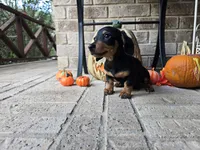 Rollo, a male Miniature Dachshund for sale in Georgetown, TX – 5 of 10