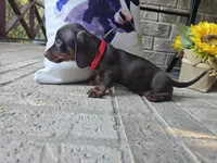 Daisy, a female Miniature Dachshund for sale in Georgetown, TX – 2 of 10