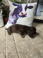 Buddy, a male Miniature Dachshund for sale in Georgetown, TX – 4 of 8