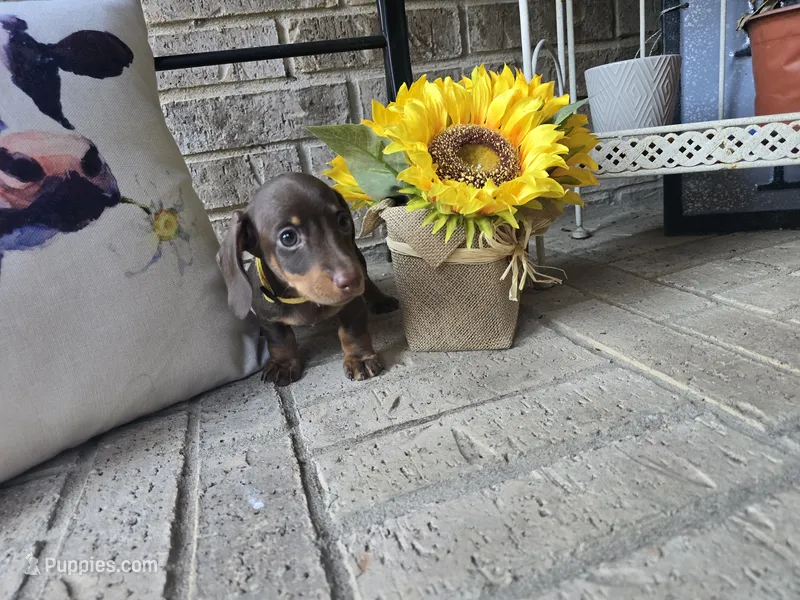 Sally – Miniature Dachshund puppy for sale in Georgetown, TX