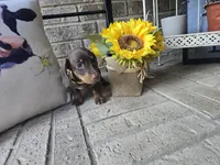 Sally, a female Miniature Dachshund for sale in Georgetown, TX – 1 of 10