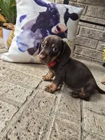 Bear, a male Miniature Dachshund for sale in Georgetown, TX – 5 of 6