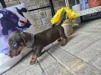 Sally, a female Miniature Dachshund for sale in Georgetown, TX – 2 of 10