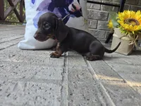 Daisy, a female Miniature Dachshund for sale in Georgetown, TX – 4 of 10