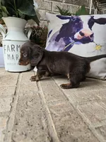 Bear, a male Miniature Dachshund for sale in Georgetown, TX – 8 of 9