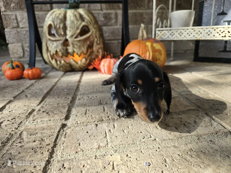 Lucy – Miniature Dachshund puppy for sale in Georgetown, TX