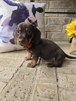 Bear, a male Miniature Dachshund for sale in Georgetown, TX – 2 of 6