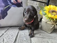 Molly, a female Miniature Dachshund for sale in Georgetown, TX – 3 of 10