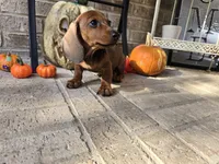 Penny, a female Miniature Dachshund for sale in Georgetown, TX – 4 of 10
