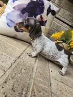 Barbie, a female Miniature Dachshund for sale in Georgetown, TX – 7 of 8