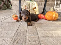 Bear, a male Miniature Dachshund for sale in Georgetown, TX – 6 of 10