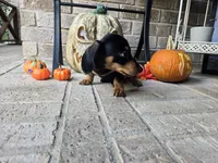 Rollo, a male Miniature Dachshund for sale in Georgetown, TX – 3 of 10