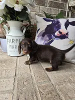 Bear, a male Miniature Dachshund for sale in Georgetown, TX – 6 of 9