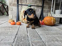 Rollo, a male Miniature Dachshund for sale in Georgetown, TX – 4 of 10