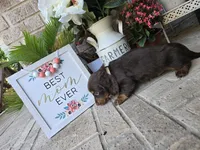 Rollo, a male Miniature Dachshund for sale in Georgetown, TX – Photo 9 of 10