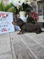 Rollo, a male Miniature Dachshund for sale in Georgetown, TX – Photo 7 of 10