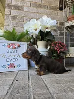 Rollo, a male Miniature Dachshund for sale in Georgetown, TX – Photo 10 of 10