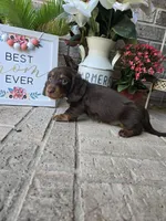 Rollo, a male Miniature Dachshund for sale in Georgetown, TX – Photo 8 of 10
