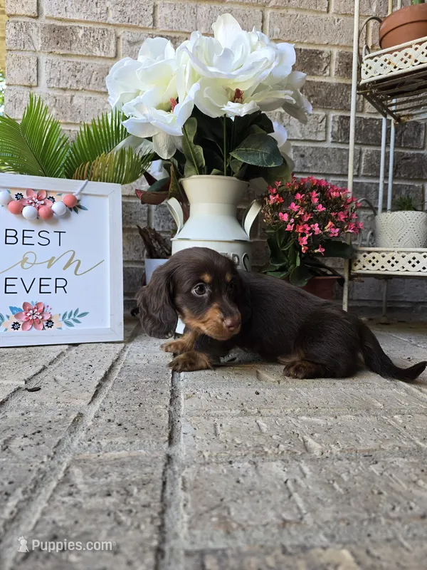 Rollo – Miniature Dachshund puppy for sale in Georgetown, TX