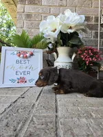 Rollo, a male Miniature Dachshund for sale in Georgetown, TX – Photo 6 of 10