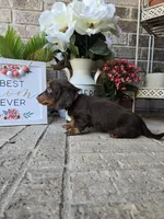 Rollo, a male Miniature Dachshund for sale in Georgetown, TX – Photo 3 of 10