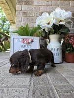 Rollo, a male Miniature Dachshund for sale in Georgetown, TX – Photo 2 of 10