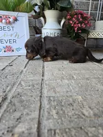 Rollo, a male Miniature Dachshund for sale in Georgetown, TX – Photo 4 of 10