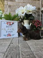 Rollo, a male Miniature Dachshund for sale in Georgetown, TX – Photo 5 of 10