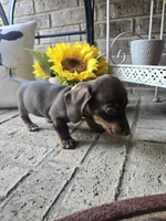 Sally, a female Miniature Dachshund for sale in Georgetown, TX – 3 of 10
