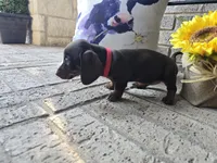 Daisy, a female Miniature Dachshund for sale in Georgetown, TX – 9 of 10