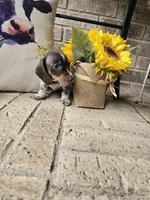 Barbie, a female Miniature Dachshund for sale in Georgetown, TX – 5 of 8