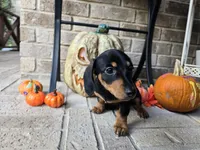 Rollo, a male Miniature Dachshund for sale in Georgetown, TX – 6 of 10
