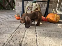 Penny, a female Miniature Dachshund for sale in Georgetown, TX – 3 of 10