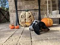 Lucy, a female Miniature Dachshund for sale in Georgetown, TX – 3 of 10