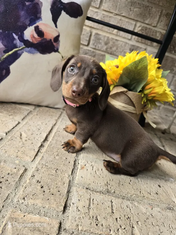 Princess – Miniature Dachshund puppy for sale in Georgetown, TX