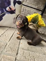 Princess, a female Miniature Dachshund for sale in Georgetown, TX – 1 of 7