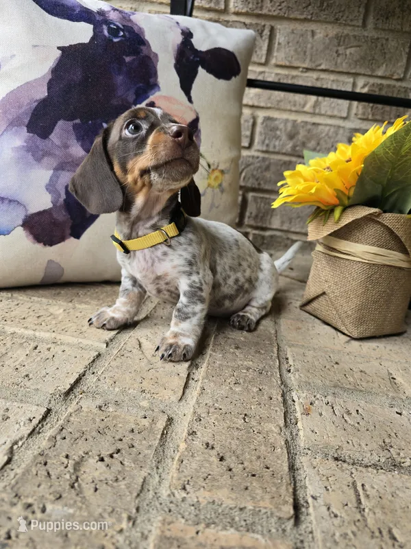 Barbie – Miniature Dachshund puppy for sale in Georgetown, TX