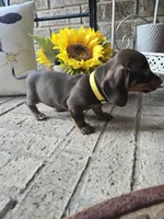 Sally, a female Miniature Dachshund for sale in Georgetown, TX – 8 of 10