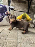 Princess, a female Miniature Dachshund for sale in Georgetown, TX – 2 of 7