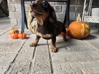 Molly, a female Miniature Dachshund for sale in Georgetown, TX – 5 of 10