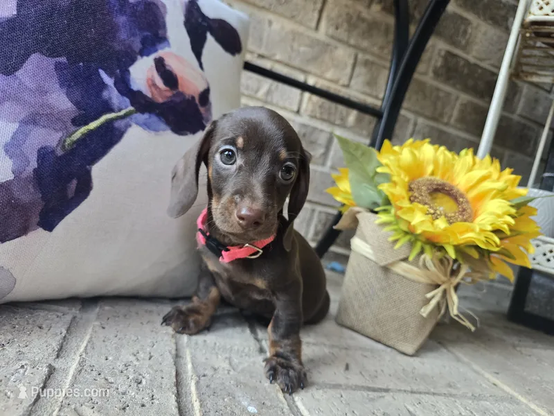 Molly – Miniature Dachshund puppy for sale in Georgetown, TX