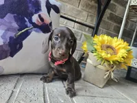 Molly, a female Miniature Dachshund for sale in Georgetown, TX – 1 of 10