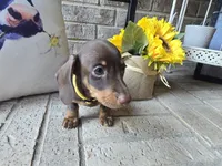 Sally, a female Miniature Dachshund for sale in Georgetown, TX – 4 of 10