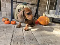 Penny, a female Miniature Dachshund for sale in Georgetown, TX – 7 of 10